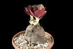 Monadenium globosum H. Cm. 6 € 32,00